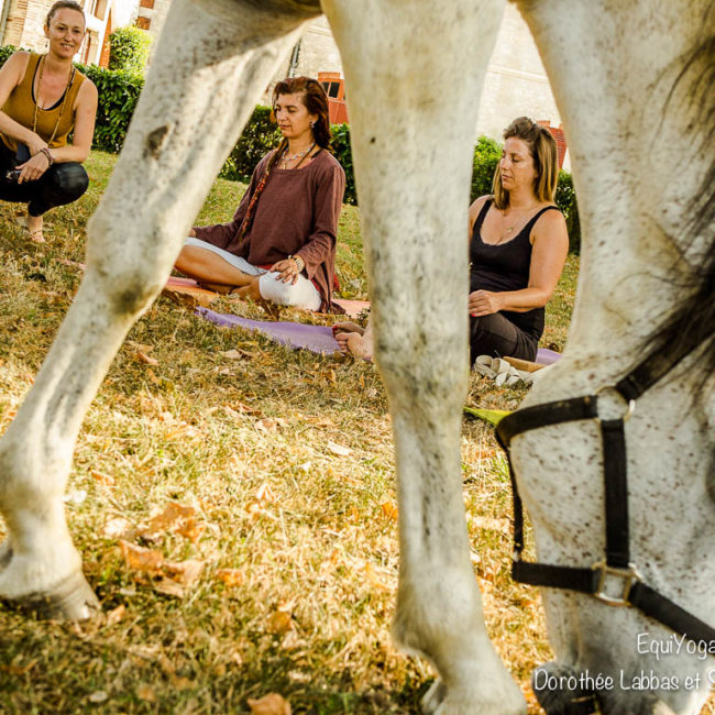 Yoga avec les chevaux