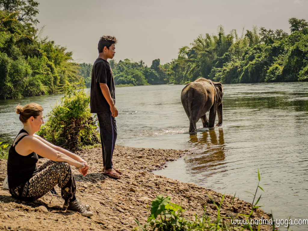 Yoga avec les éléphants