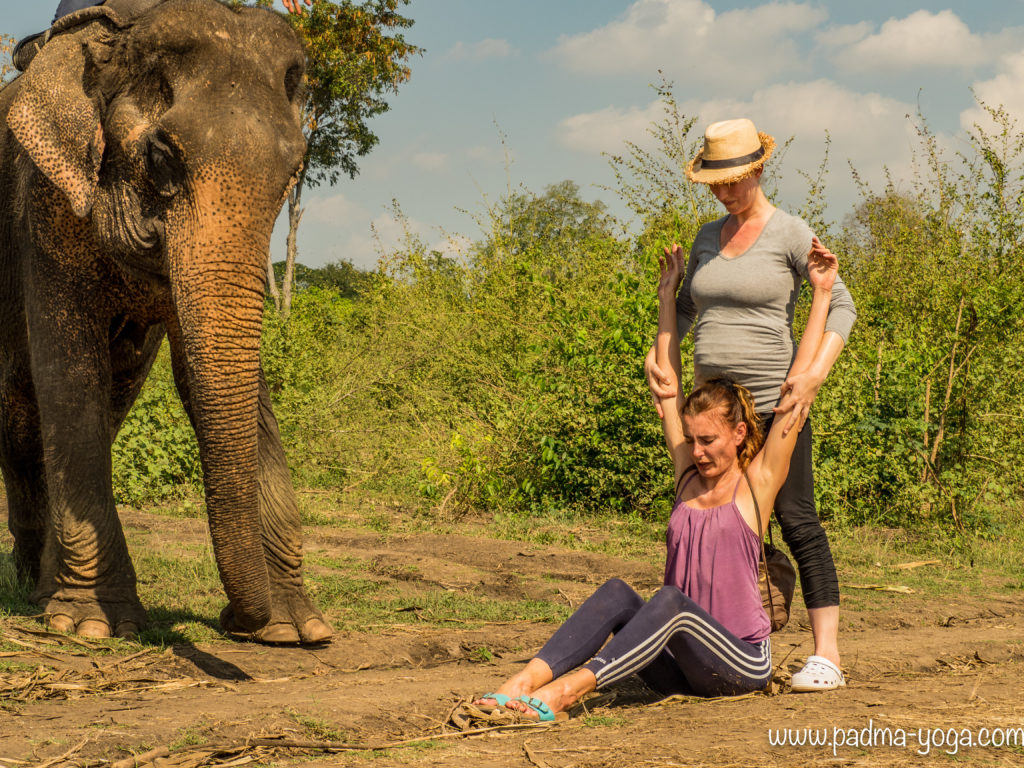 Yoga avec les éléphants