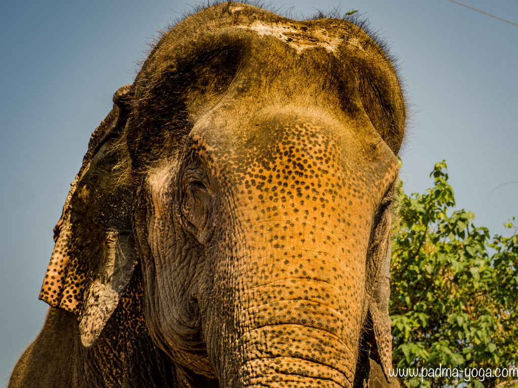 Yoga avec les éléphants
