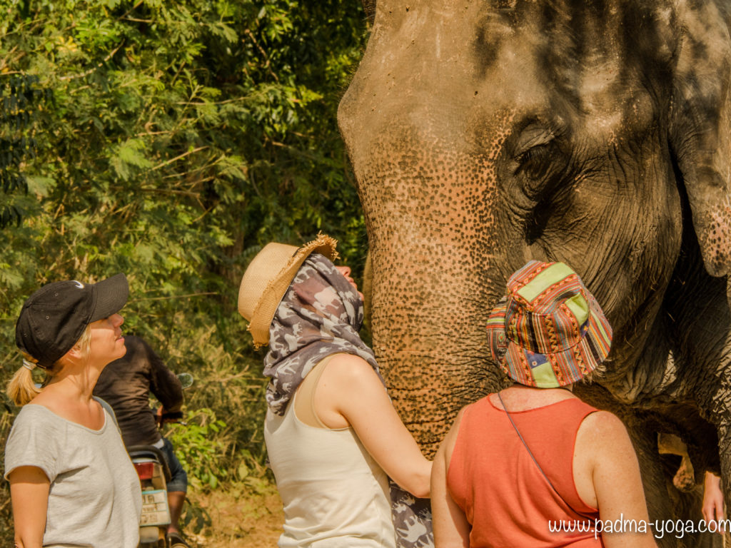 Yoga avec les éléphants