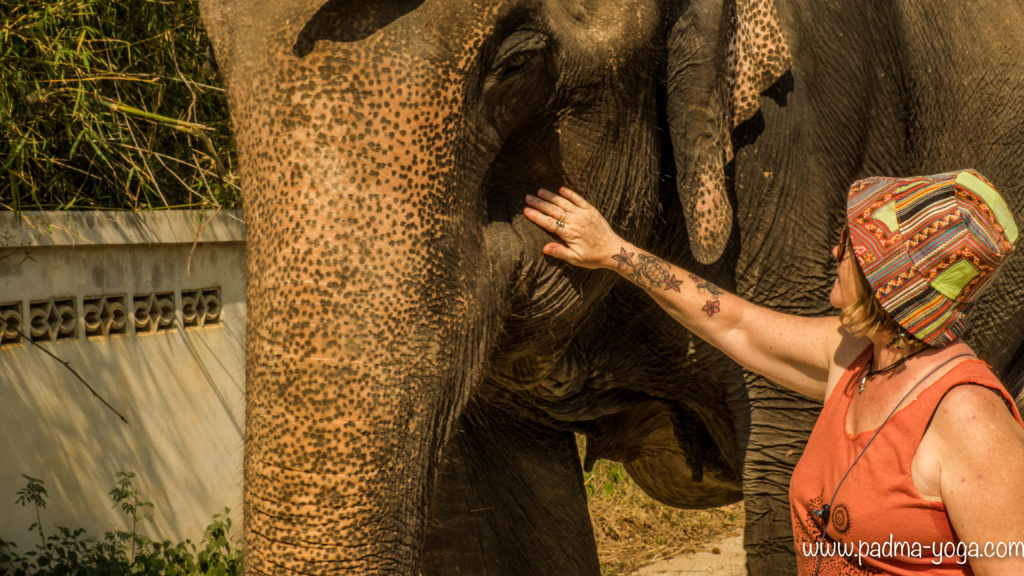 Yoga avec les éléphants