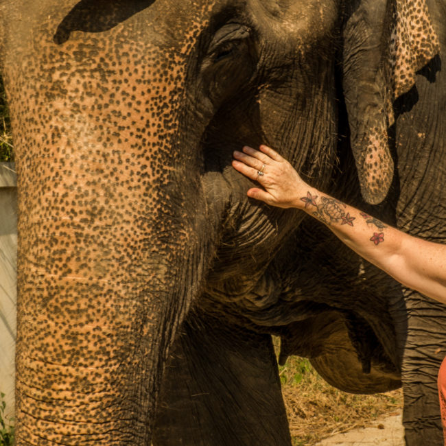 Yoga avec les éléphants