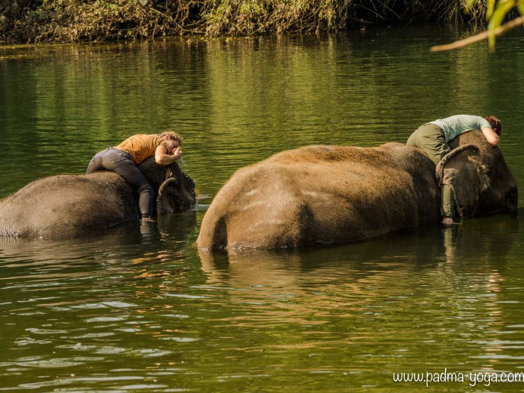 Yoga avec les éléphants