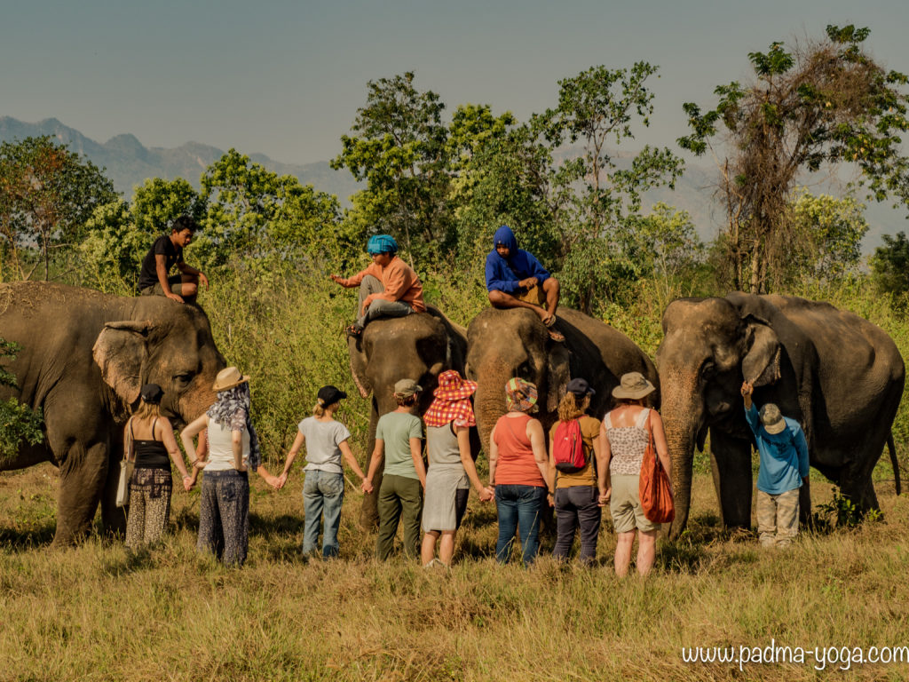 Yoga avec les éléphants