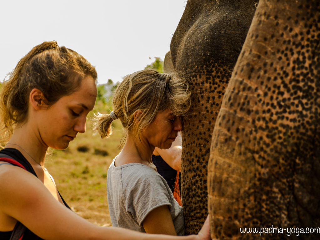 Yoga avec les éléphants
