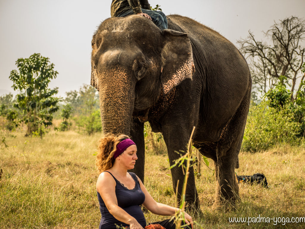 Yoga avec les éléphants