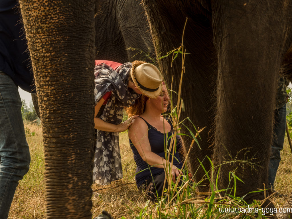 Yoga avec les éléphants