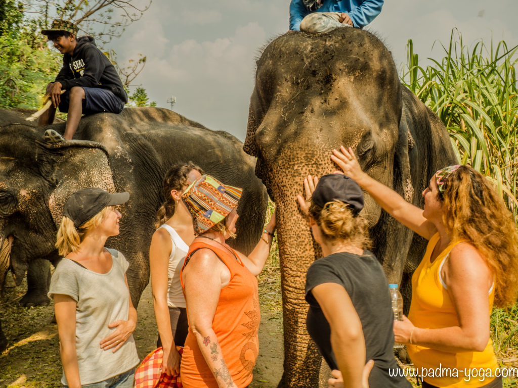 Yoga avec les éléphants