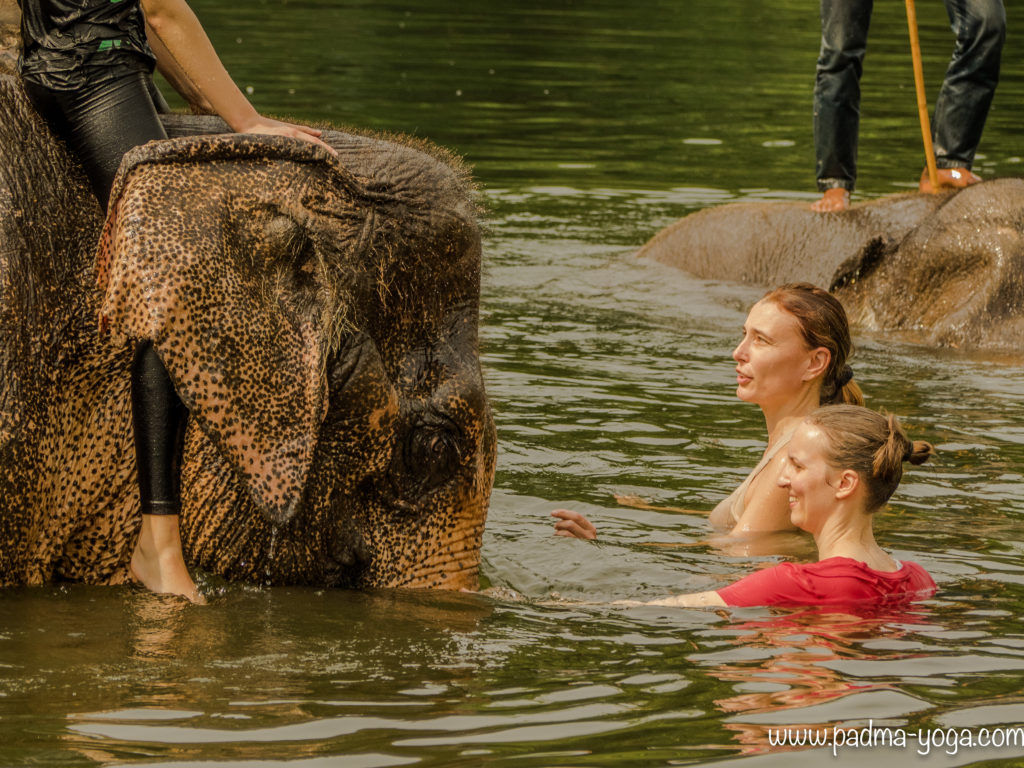 Yoga avec les éléphants