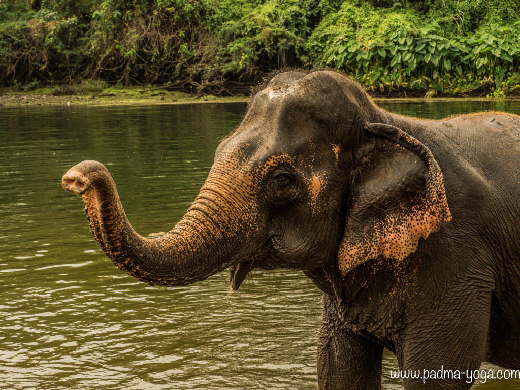 Yoga avec les éléphants