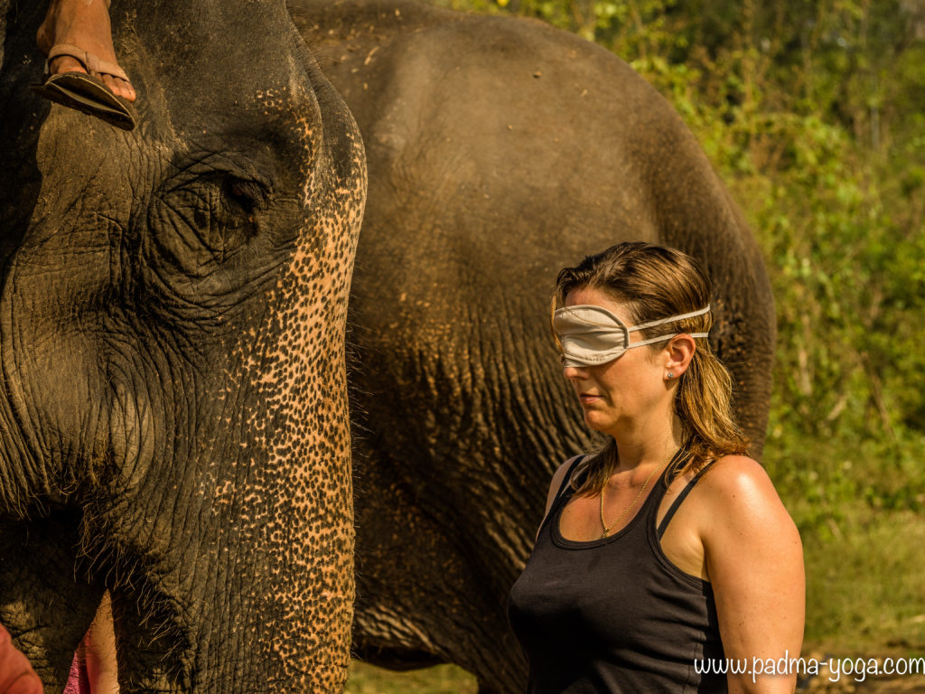 Yoga avec les éléphants