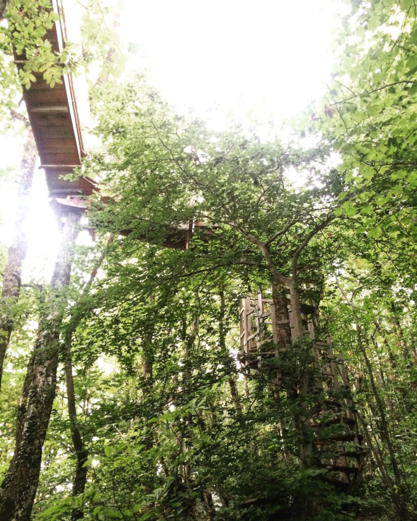 Yoga dans les bois