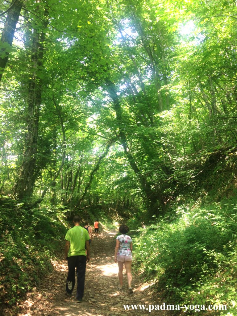 Yoga dans les bois