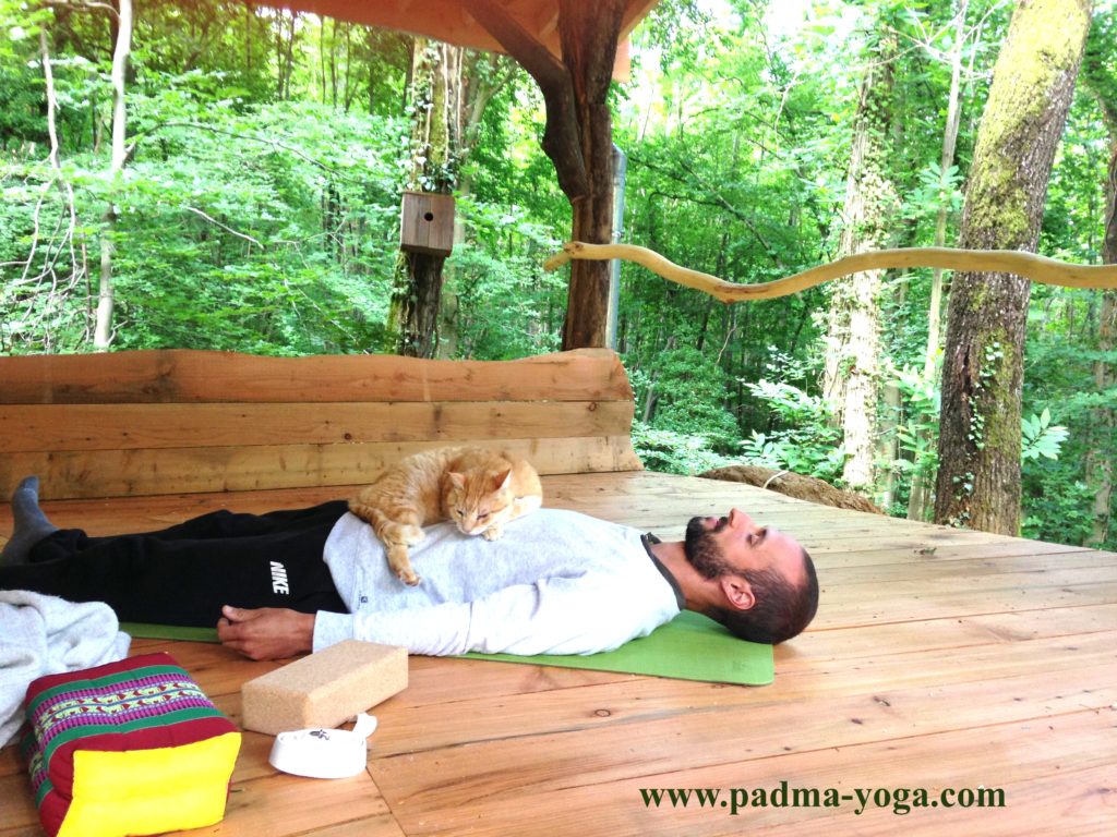 Yoga dans les bois