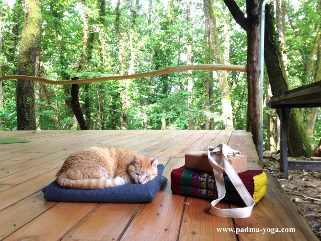Yoga dans les bois