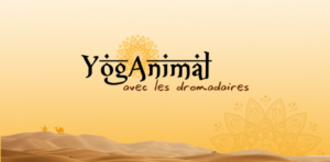 Retraite YogAnimal avec les dromadaires - Maroc
