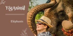 Au rythme du vivant - Eléphants - Retraite YogAnimal