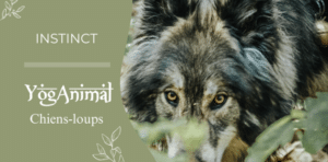 Instinct - Chiens-Loups - Retraite YogAnimal (pour femmes)