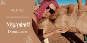 Instinct - dromadaires - Retraite YogAnimal (pour femmes)
