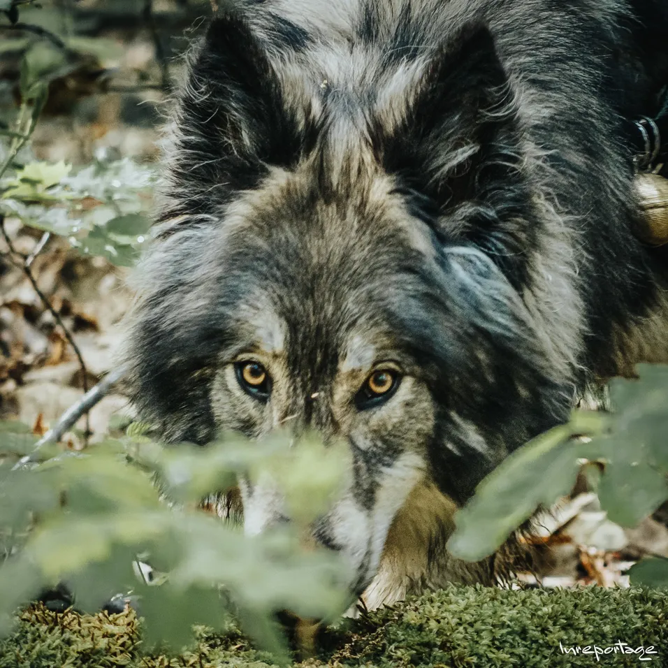 Okami, magnifique chienne-louve. Retraite yoga et sagesse animale