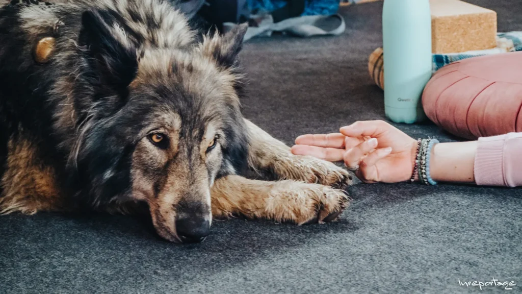 Connexion pendant une pratique de yoga. stage yoga avec les chiens-loups
