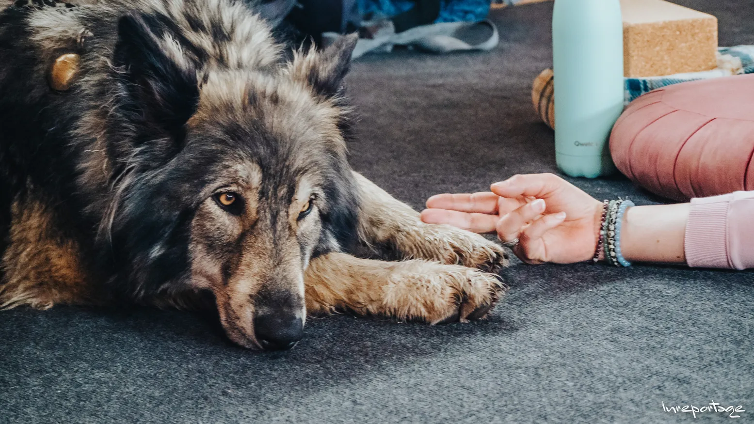 Connexion pendant une pratique de yoga. stage yoga avec les chiens-loups