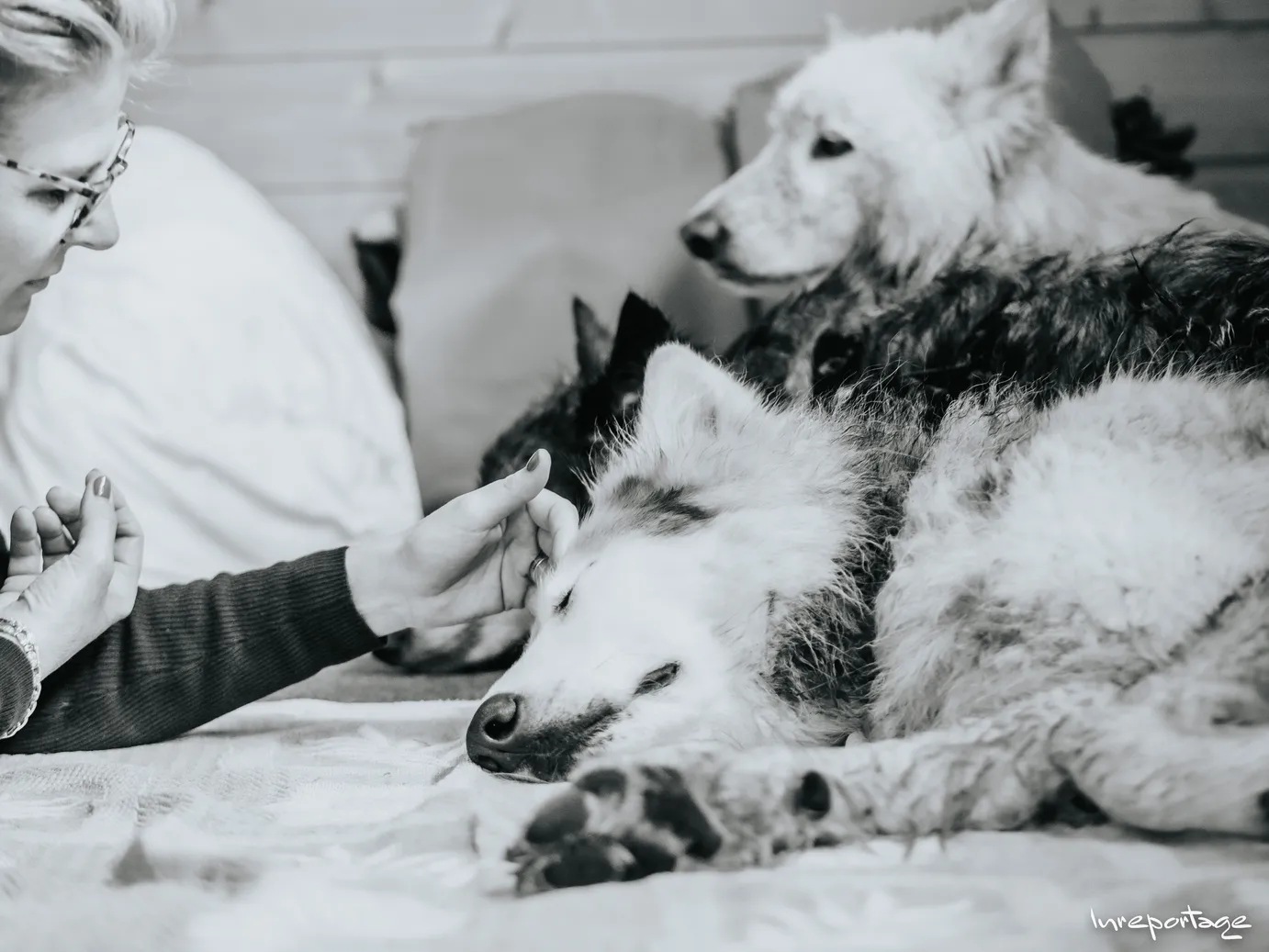 Moment connexion et calins avec les chiens-loups de la meute La Dame aux Loups lors de la retraite YogAnimal