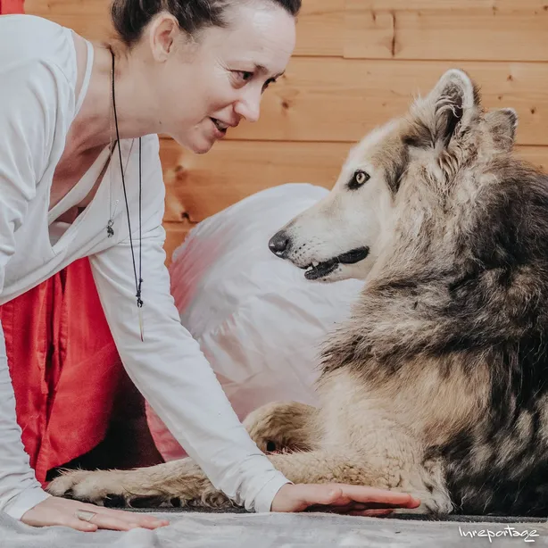 Moment de connexion entre Sophie Ancel et Oonagh, magnifique chienne-louve