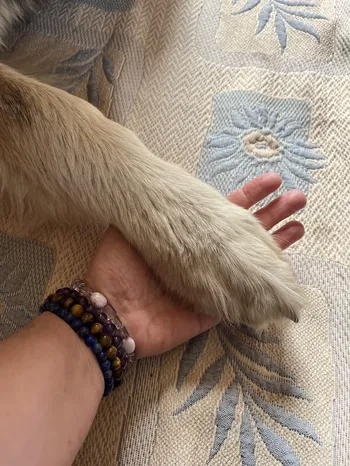 Connexion humaine et animale