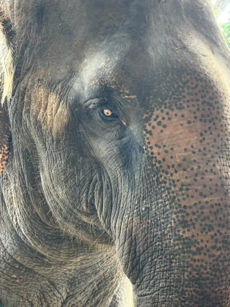 Regard puissant d'une éléphante lors du stage yoga avec les éléphants animé par Sophie Ancel