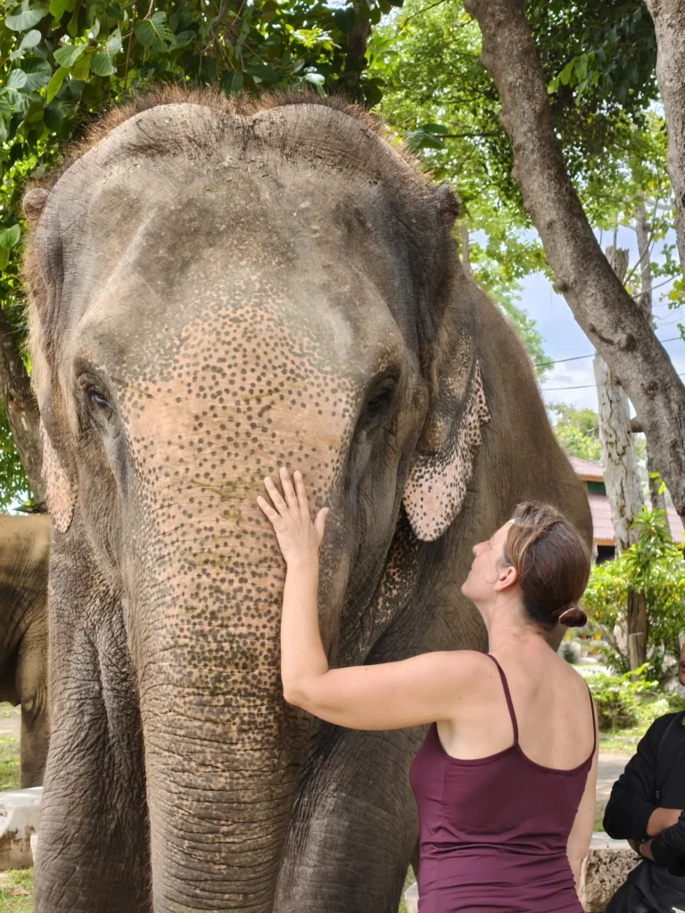 Douceur, connexion et présence entre l'animal et l'humain. Retraite yoga avec les éléphants en Thaïlande animé par Sophie Ancel